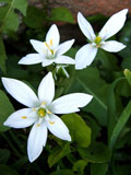 FLORITERAPIA: STAR OF BETHLEHEM,