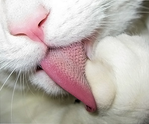 La pulizia della lingua: impariamo dai gatti.