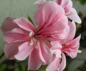 Geranio Rosa, l'aroma del buon auspicio.